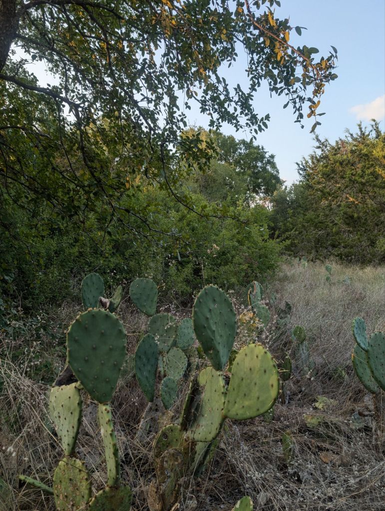 pxl_20240811_0028119812060710606033262733