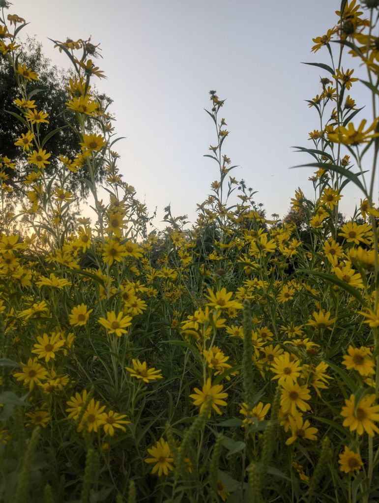 pxl_20241010_2341551014125145029872923311