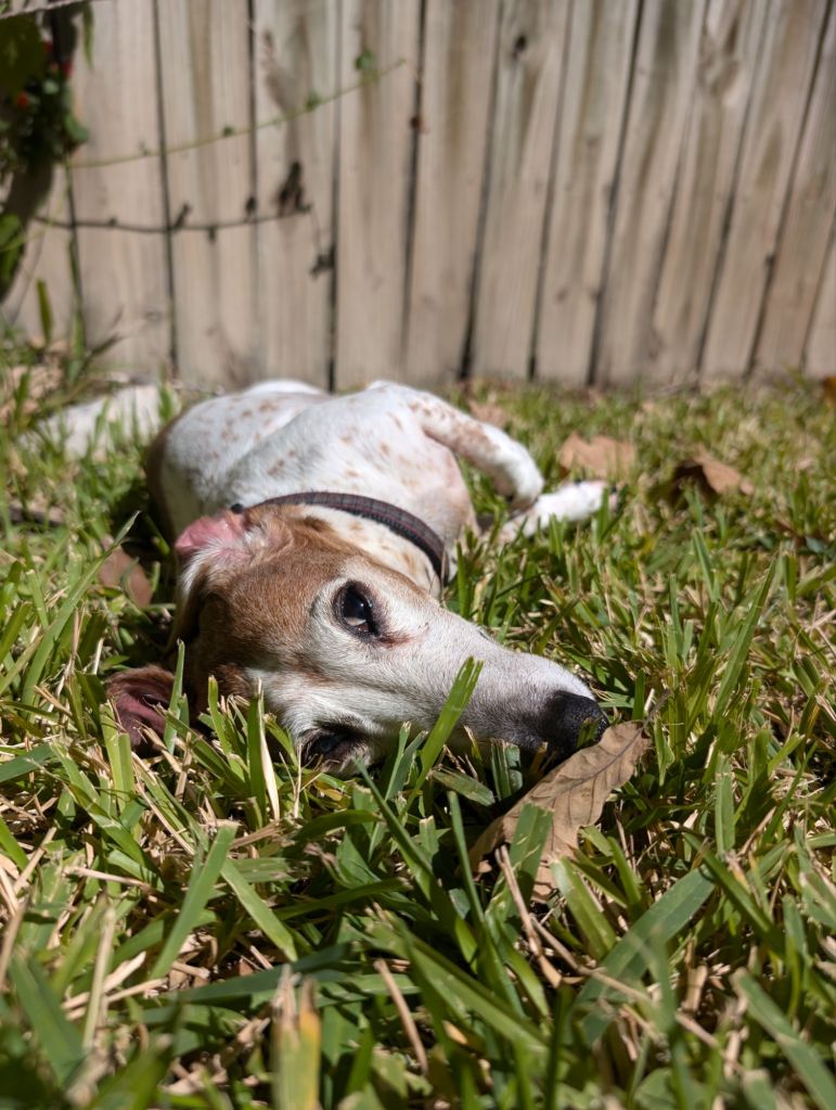 pxl_20241023_1757325947569660371767972657