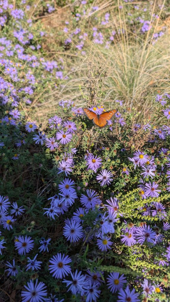 pxl_20241109_1801572372078171988877279034